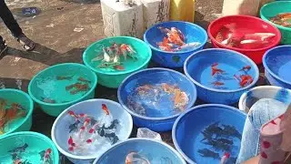 Galiff Street Pet Market | 📌All Fish Price Update Recent Video 📸| Exotic Gold Fish, Guppy Fish🐠|