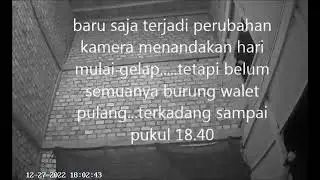 daftar hadir waktu burung walet pulang kandang di sebuah RBW