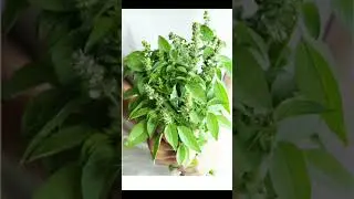 Aromatic plants #plants #youtubeshorts