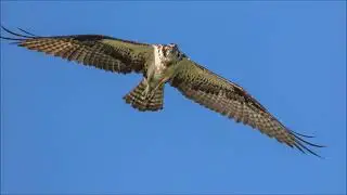 Ospreys&rsquo; Shots With 7DMKII & Canon 100-400mm IS USM MK II.