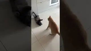 Cats Play Fighting #2 #catswrestling #russianblue #orangetabbycat