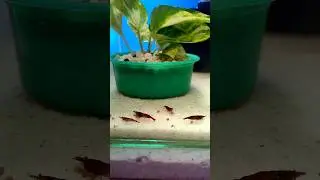 Shrimp ka neya Ghar! 🤪                     #aquascape #shrimp #newhome #shorts #youtubeshorts