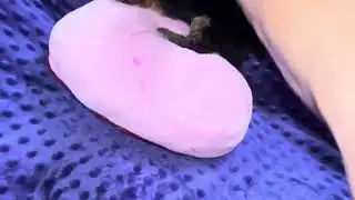Travis M Morkie video 6-13-25