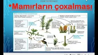 Mamırların çoxalması