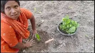 সবুজ ছায়া#youtube #long #💕😀#funnyvideo #nature #funnycartoon #