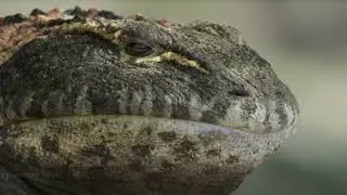 Beelzebufo: The Devil Frog That Ate Dinosaurs #prehistoric #deviltoad #scaryanimal #extinctcreatures
