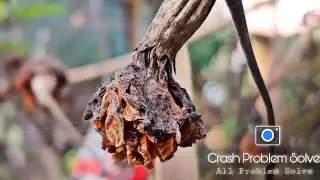 Gcam Crash Problem Solve 2 min Main | Gcam Photo Not Save Problem & Crash Problem Solve 🔥📷