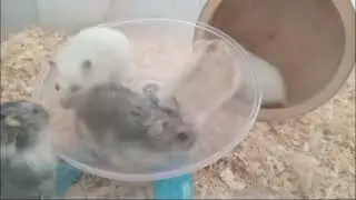 Adorable Hamster Squad: A Day in the Life of Playful Little Furballs! 🐹 #hamster #funny #life