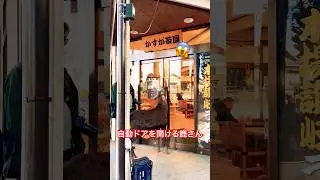 鹿が客のためにドアを開けています。Nara Deer Park in 🦌Japan 😱🌿!?
