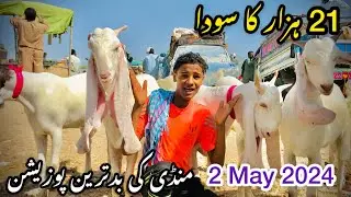 Bakra Mandi Mirpurkhas 2024 Me Gulabi Bakre | Bakra Mandi Pakistan | Mirpurkhas Cow Mandi Eid Season