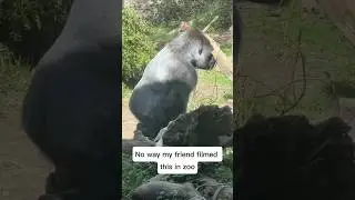 The Gorilla eat his own poop🤮 #animal #zoo #wild #gorilla