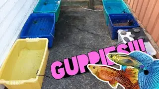 BREEDING GUPPIES FOR PROFIT || OUTDOOR GUPPY TUBS || NEW SETUP/AREA