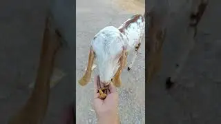 Beautiful Goat ❤ | #goat #goatfarming #shorts #viral #kohat #kpk #reels #farm #kda #reel #reels