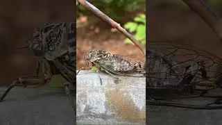 RARELY SEEN CICADA Insect Bug UP CLOSE  #nature #amazing #insects #summer #dogday #shorts #omg #wow
