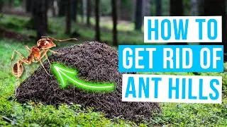 How to GET RID OF ANT HILLS in garden EASILY