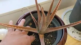 Why Did My Aloe Vera Plant Turn Brownish Orange? | Aloe #1&reg; Part 1