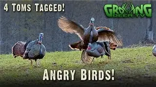 Turkey Hunting: Feathers Flying! 4 Long Beards Tagged! (#232) @GrowingDeer.tv