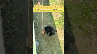 #Gorilla returns lost glasses in touching act of #kindness #CuteAnimalMoments #ZooStar #smartanimal