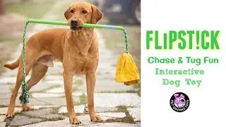 FLiPSTiCK&trade; Chase and Tug Interactive Dog Toy Pet Qwerks video