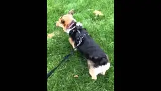 Corgi Happy Butt Shake