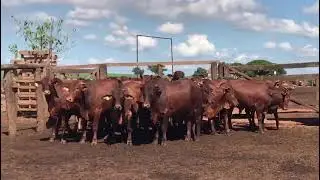 TOURO SINDI X VACA SENEPOL.#gado#pecuarista#fazenda#mercadoagricola#agro#agroemfocotvdigital#vaca