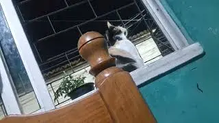 Filizmina