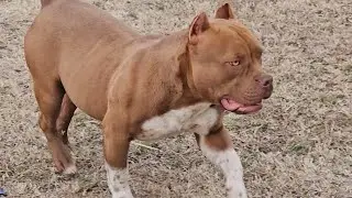 What Dogs Make Up The American Bully?👀 DNA Test Results!! #embark #dna