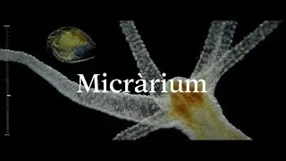 Micr&agrave;rium | Museu de la Ci&egrave;ncia CosmoCaixa