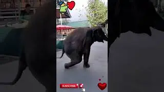 Funniest Baby Elephant Playtime &ndash; So Cute and Hilarious!