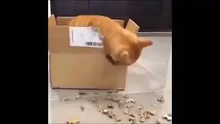 cat chainsaw cardboard box