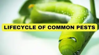 STRANGE: LIFECYCLE of PESTS | The end will shock you!!! | Pest Control TIPS 2024.