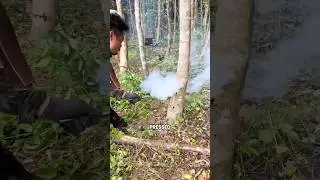 Why Farmers Use Hot Iron on This Tree 😱