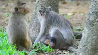 Grandma Jade Remove Lice For Juju Near Jane after That Joanna Come To Play With Javor