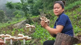 Peaceful Farm Life: Picking Mushrooms and Gardening | T&agrave; X&ugrave;a Daily Life