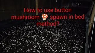 How to spawn in bed method in button mushroom farming? #mushroomfarming #guess 