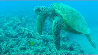 Dive Waikiki - 2021