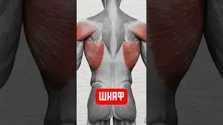 СТАНЬ ШИРОКИМ КАК ШКАФ! База упражнений!