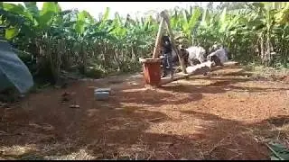 Bull Driven Ghana Oil | Desiri | Wood Pressed Oil | Cold Pressed Oil