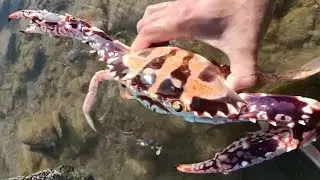 Diving to catch eel, fish,shrimp, crab, lobster, Octopus, stingray, snail / Seafood 2026