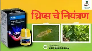 Grape Master द्राक्षसेवा -थ्रिप्स चे नियंत्रण