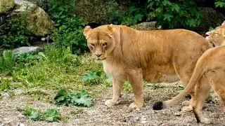 Amazing Forest Animals Fotech ||Relixing & Madetation Music ||