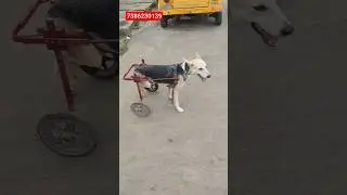 Wheel cart for paralyzed dog #dogs #paralizeddog #wheelcart#adoptstrays