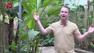 Almere Jungle: 