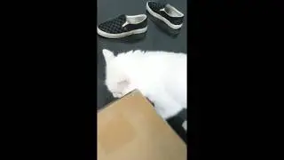 Boosted Board Stealth and Bag Unboxing in San Diego