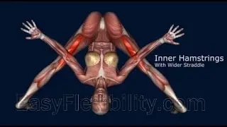 How To Kurmasana Yoga Pose Muscle Anatomy EasyFlexibility