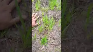 Control de erosi&oacute;n inspecci&oacute;n en talud de alta pendiente.