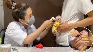 Scared baby monkey Alu hugs his dad tightly when she meets the doctor @khamphaando