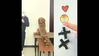 Dog Training: Clever Canine Communication!#dogtraining #smartdog #caninecommunication