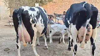 Big cow | Friesian cow | jarsi cross cow for sale | Apna Punjab tv | 03/12/2025