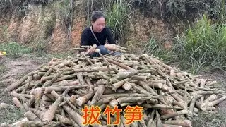 今天和老乡一起拔竹笋，1小时收获150斤，拔竹笋的声音太好听了